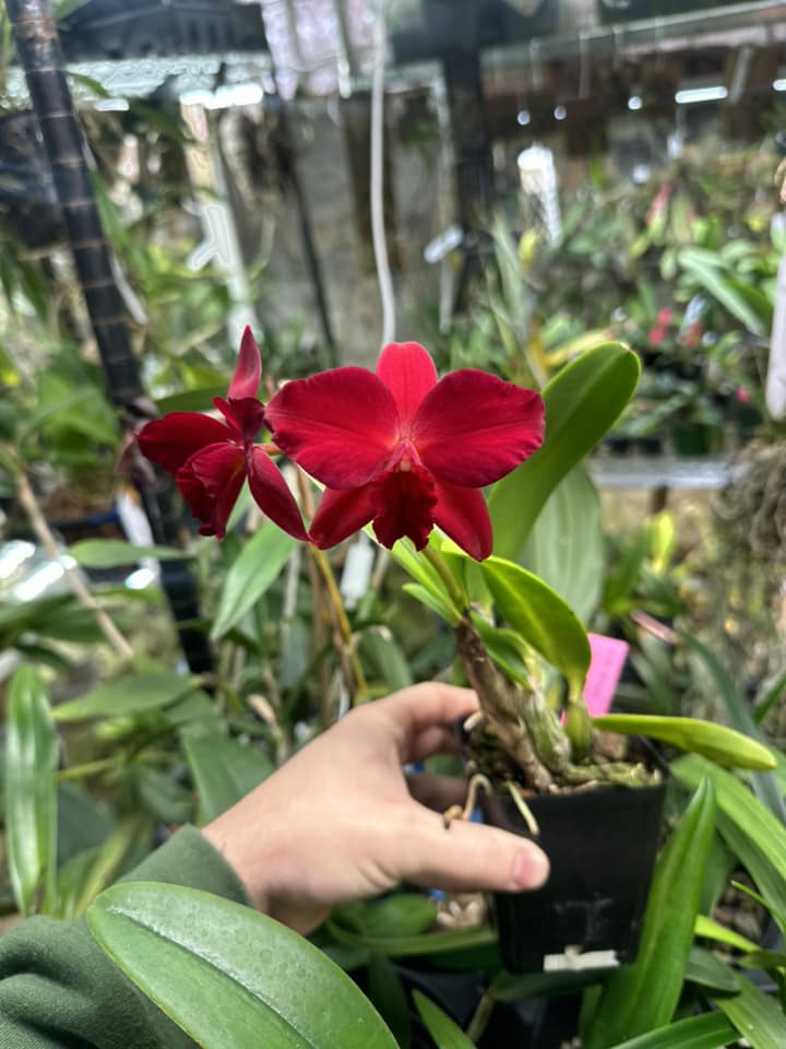 Cattleya Jillian Lee