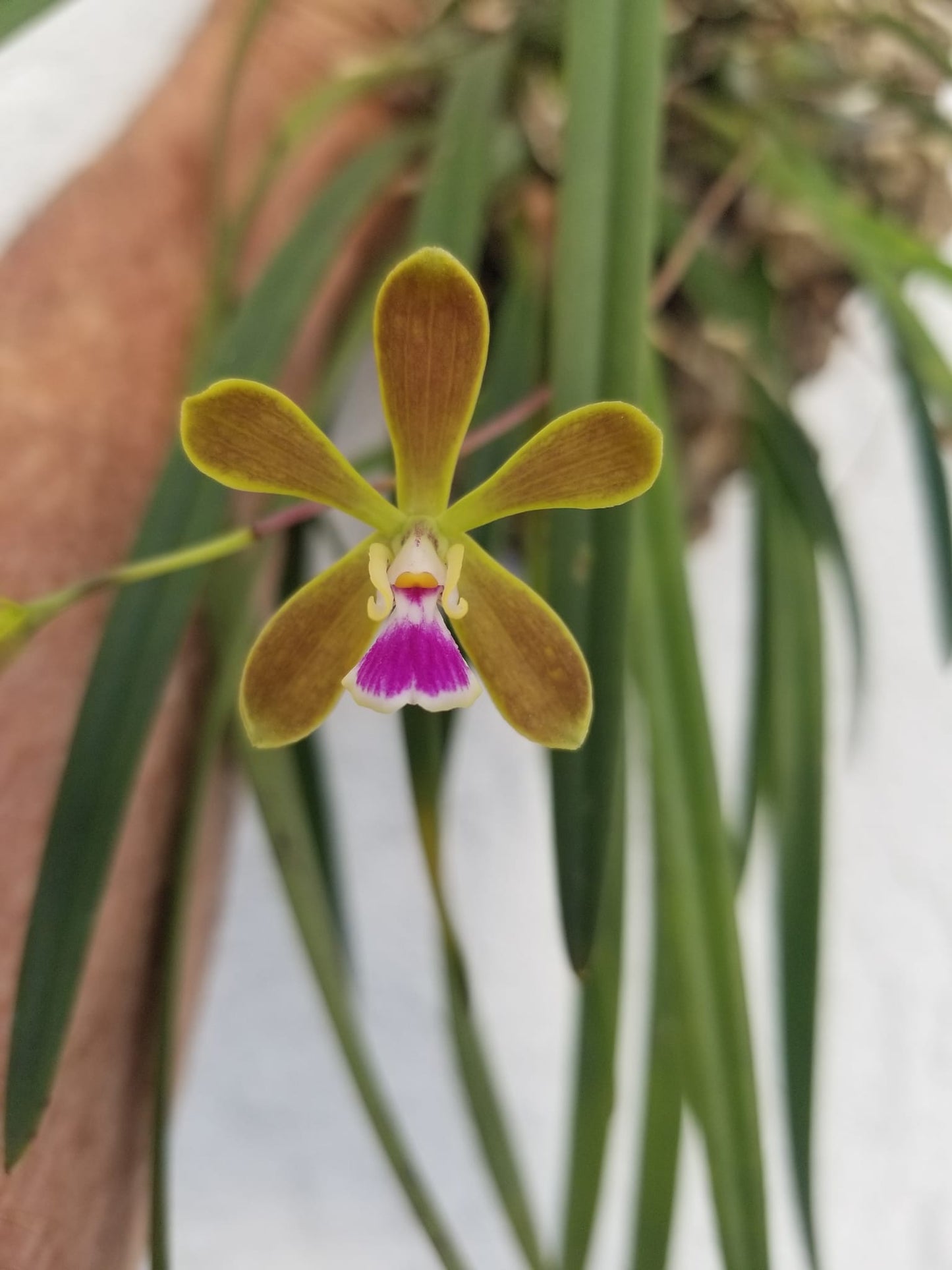 Encyclia tampensis