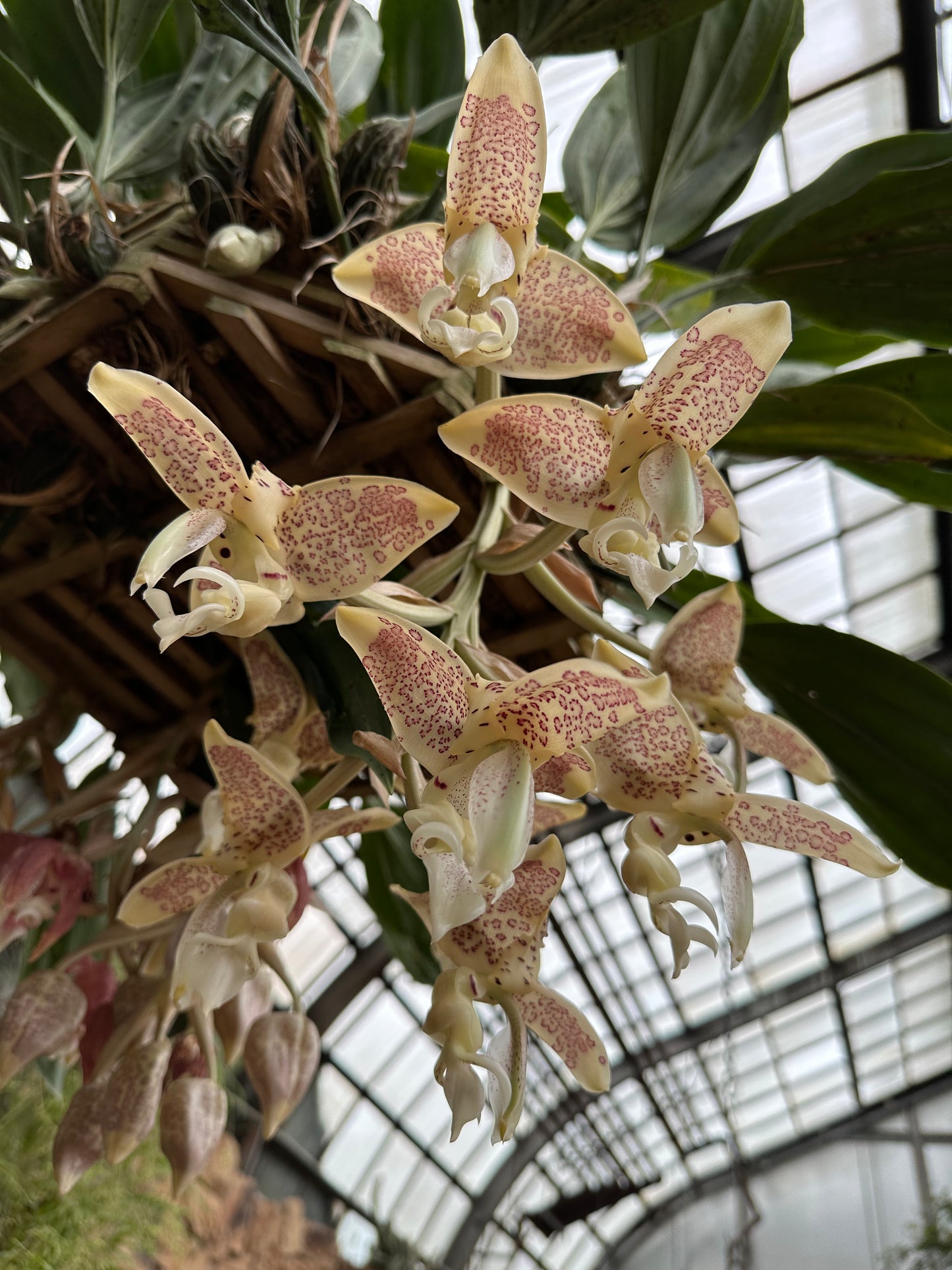 Stanhopea oculata