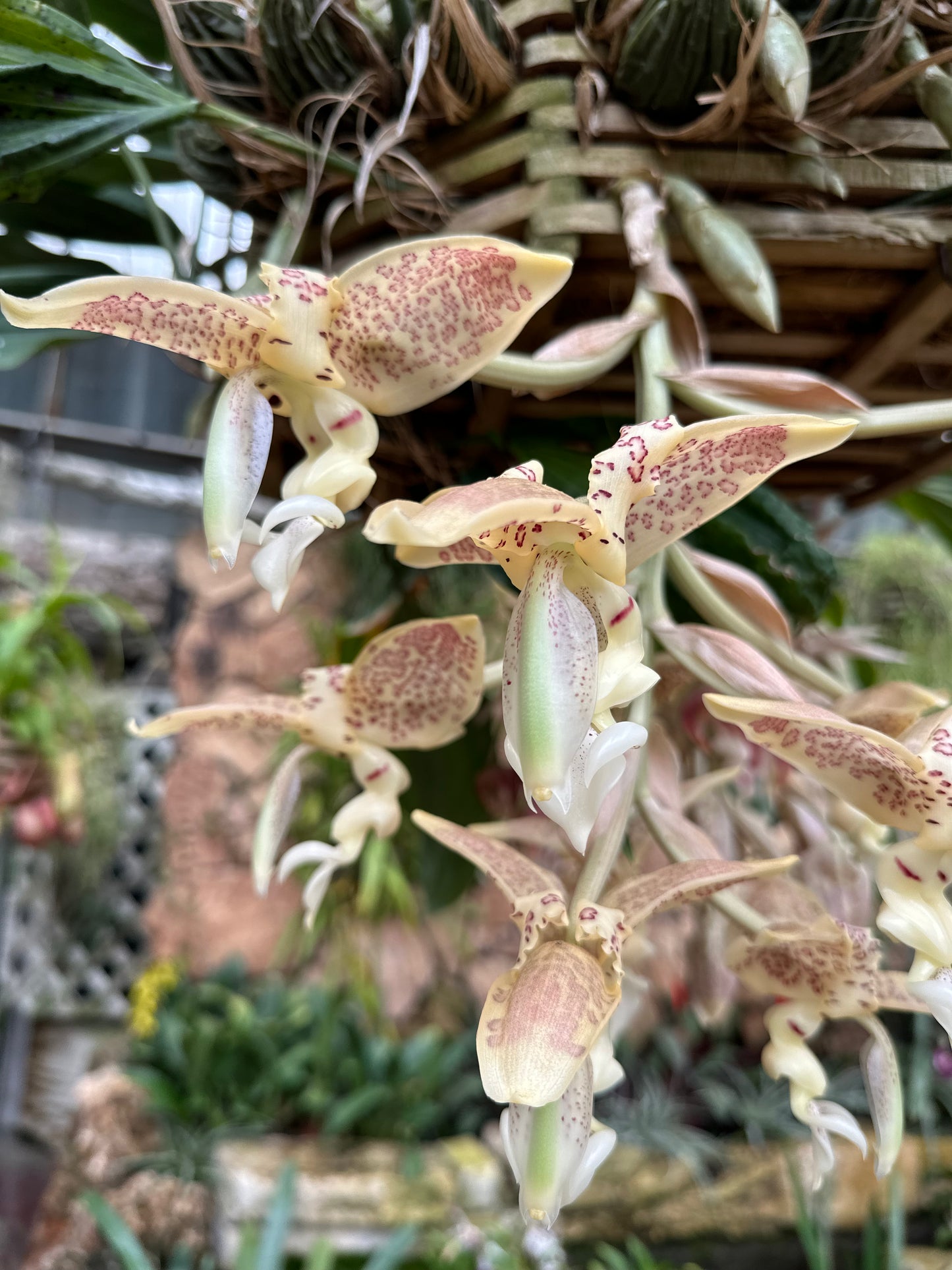 Stanhopea oculata