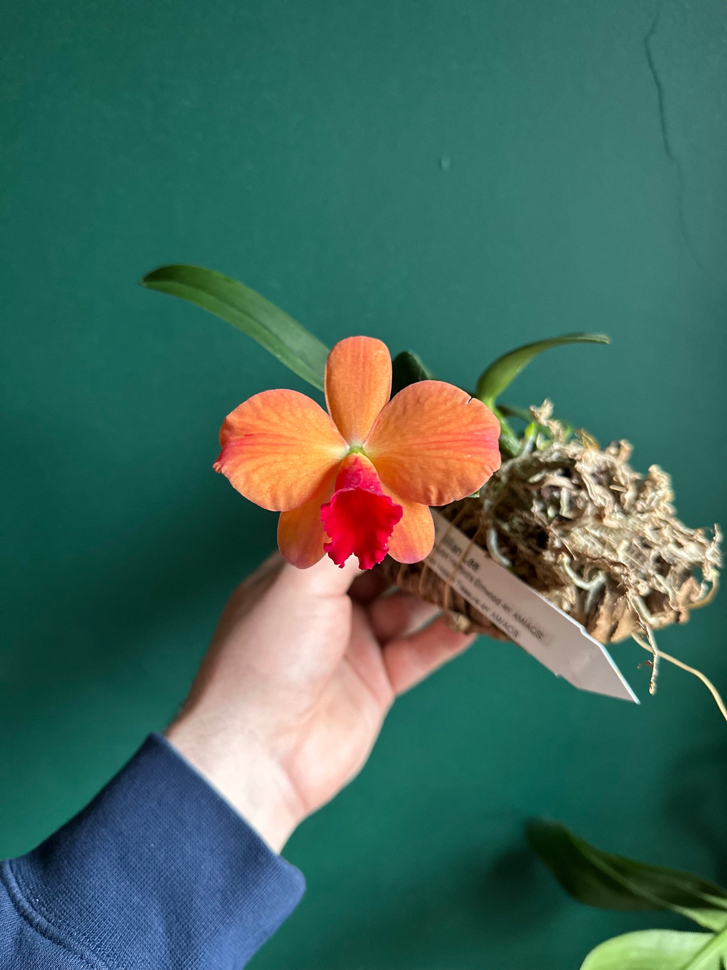 Cattleya Jillian Lee