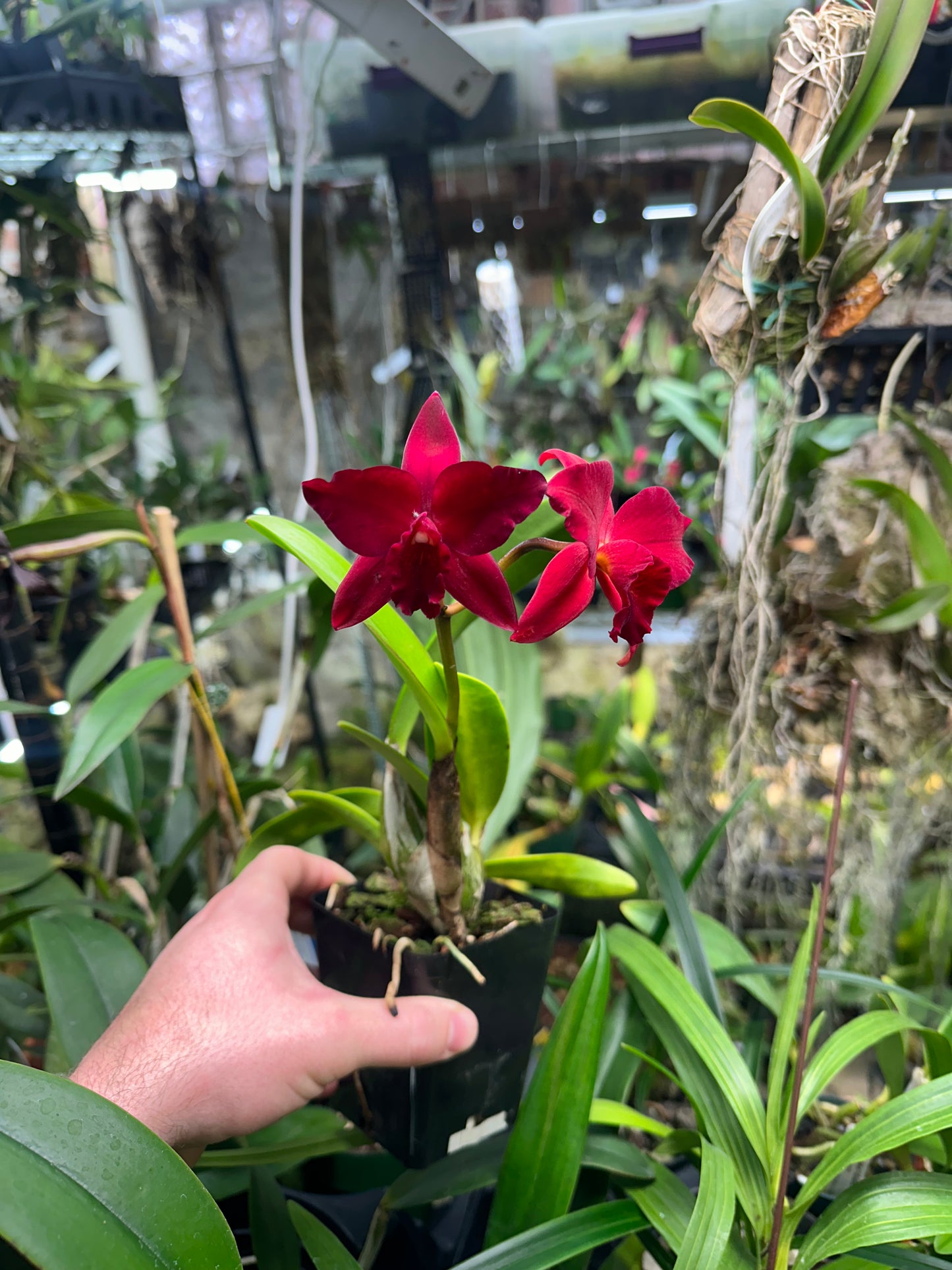 Cattleya Jillian Lee