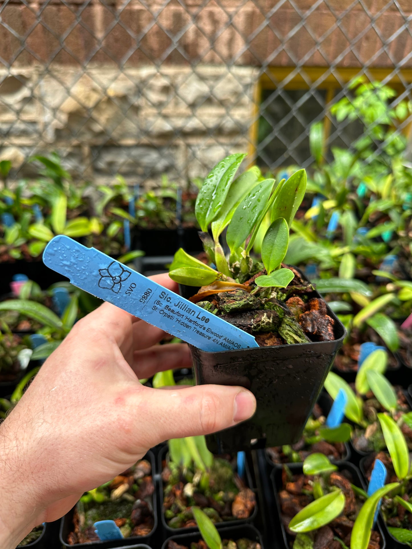 Cattleya Jillian Lee