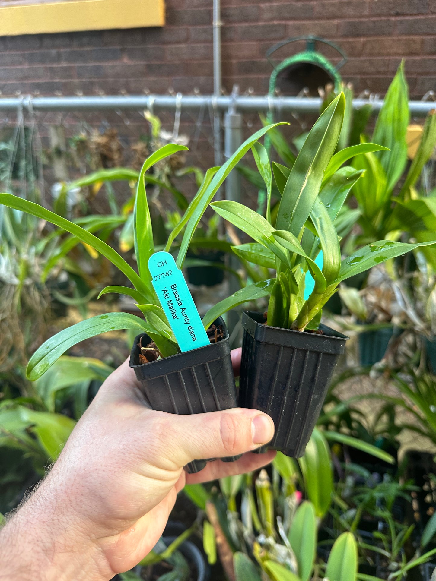 Brassia Aunty Diana Aki ‘Malika’