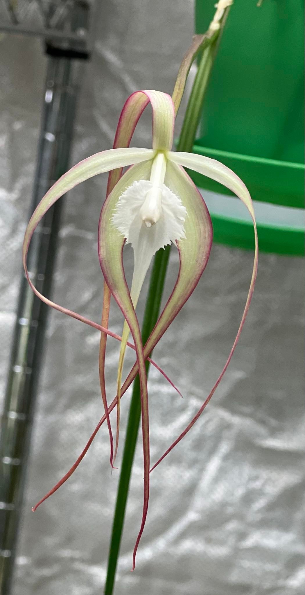 Brassavola cucullata (appendiculata)