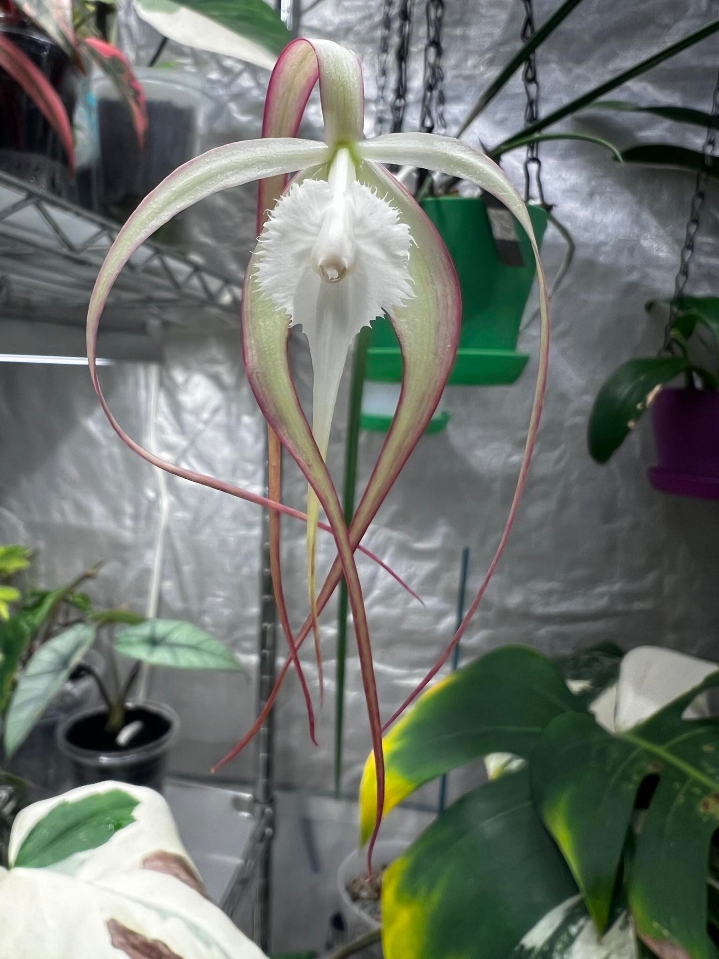 Brassavola cucullata (appendiculata)