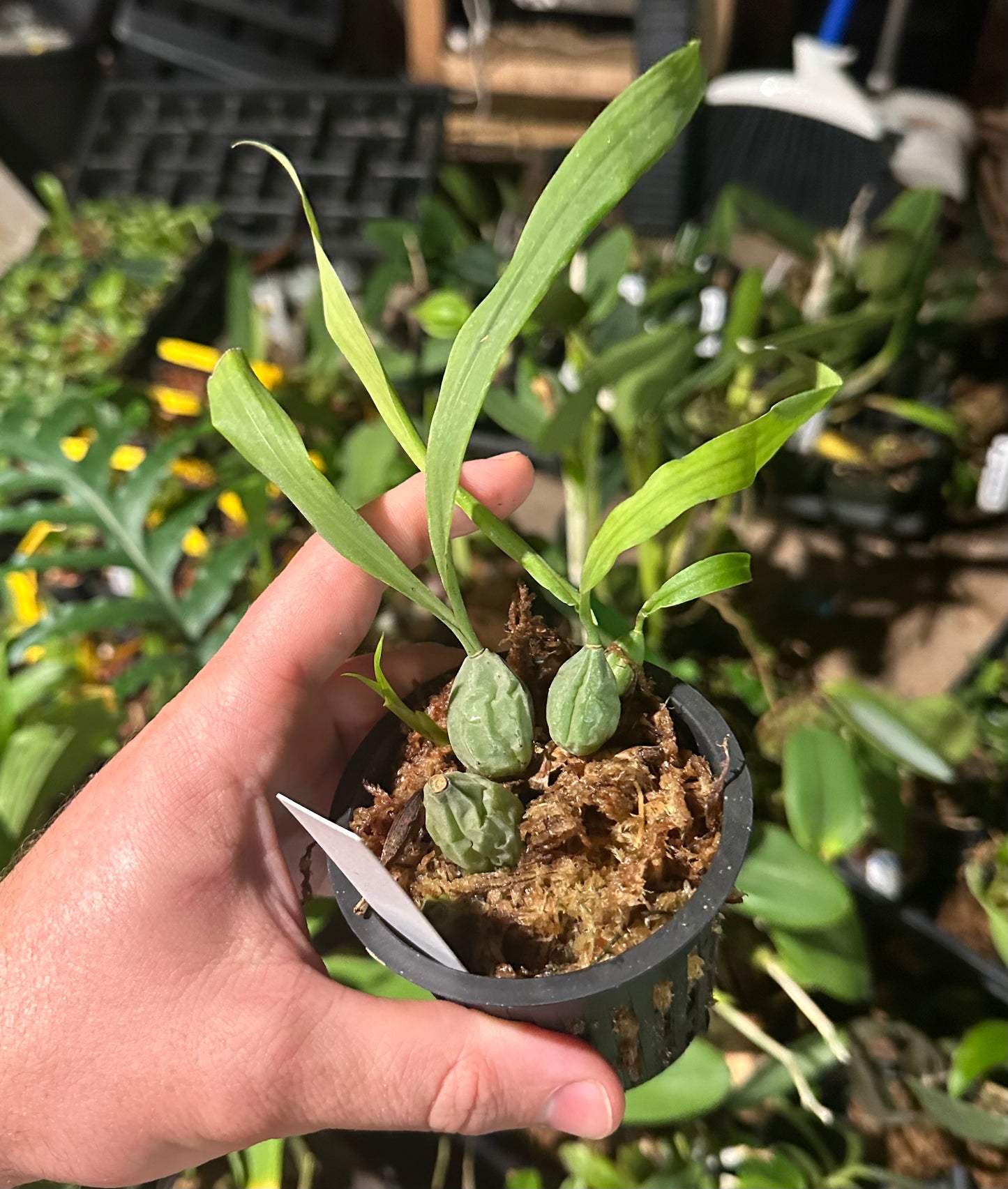 Coelogyne cristata