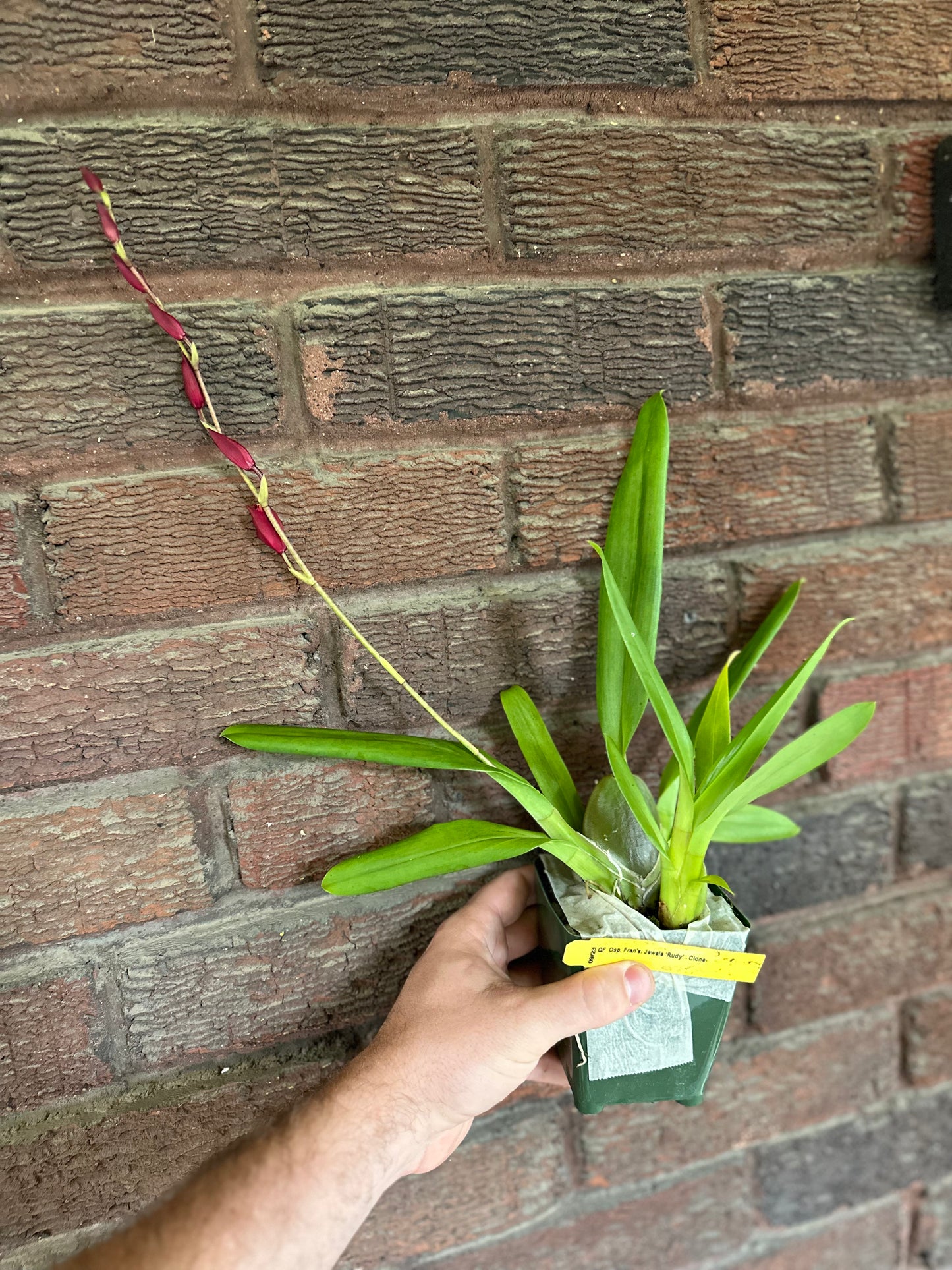 Osp. Fran’s Jewel ‘Ruby’