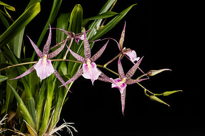 Mtssa. CM Fitch 'Izumi'
