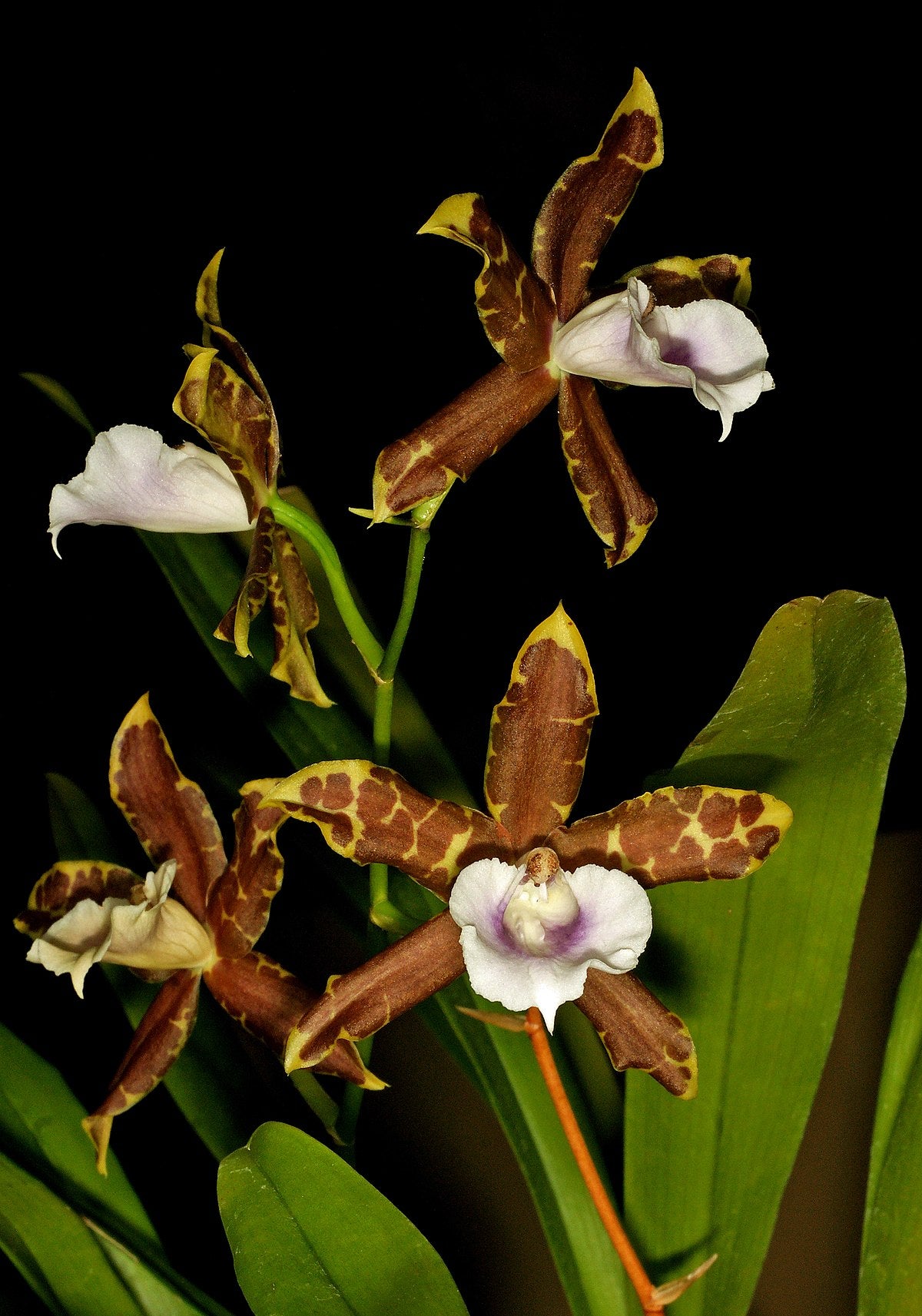 Miltonia candida