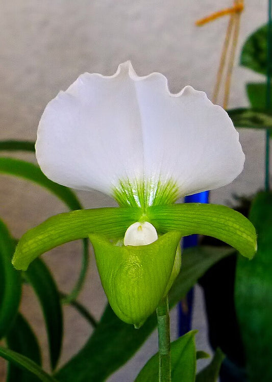 Paph. charlesworthii album