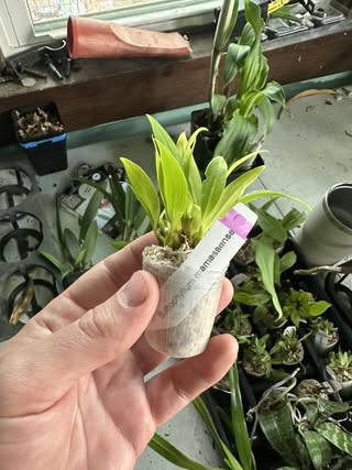 Bulbophyllum mamasaense