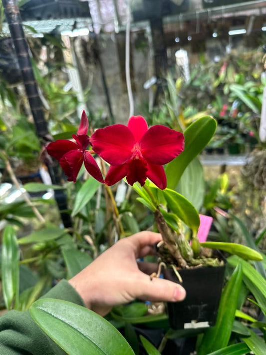Cattleya Jillian Lee