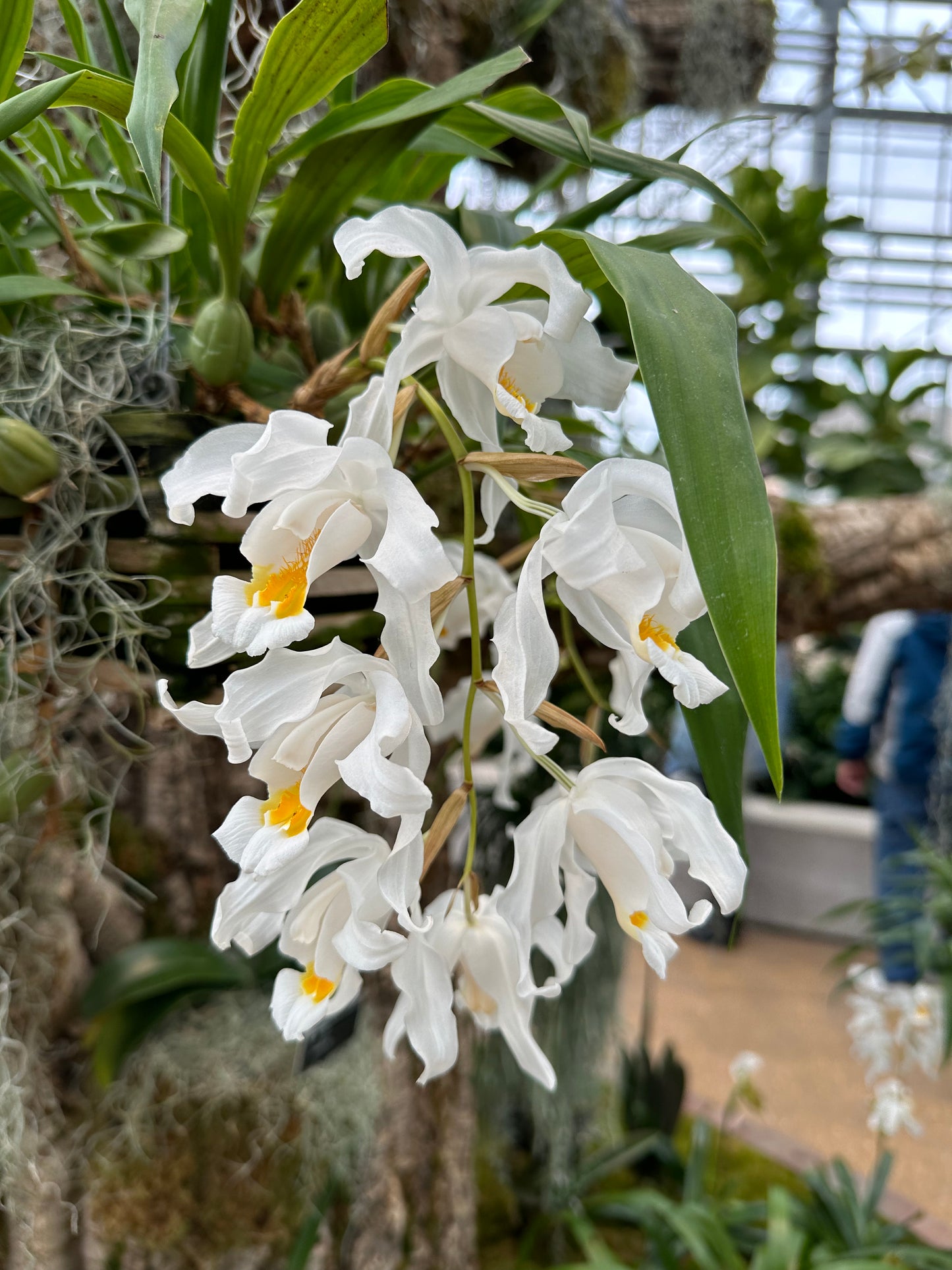 Coelogyne cristata