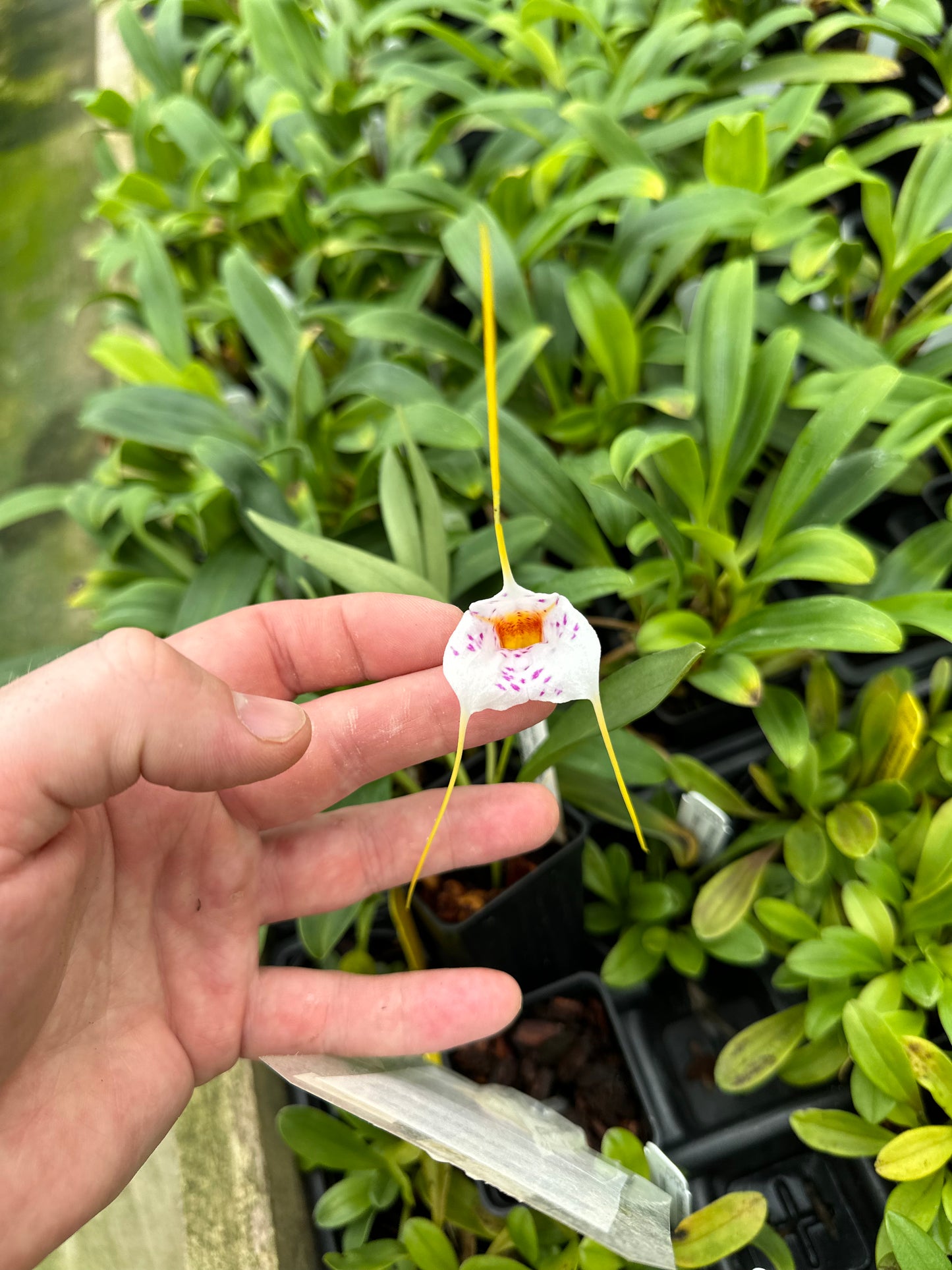 Masdevallia Geneva Spots