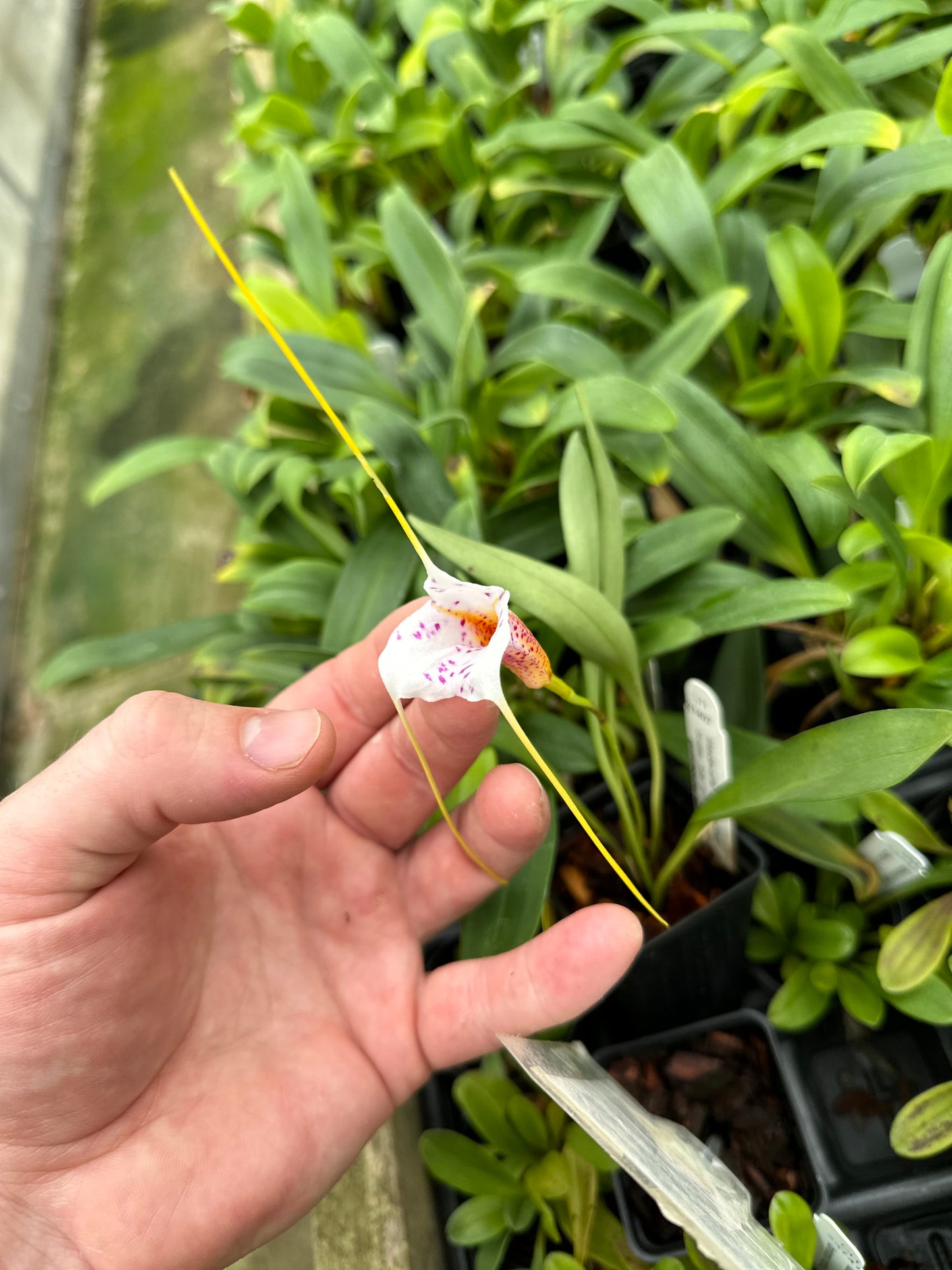 Masdevallia Geneva Spots