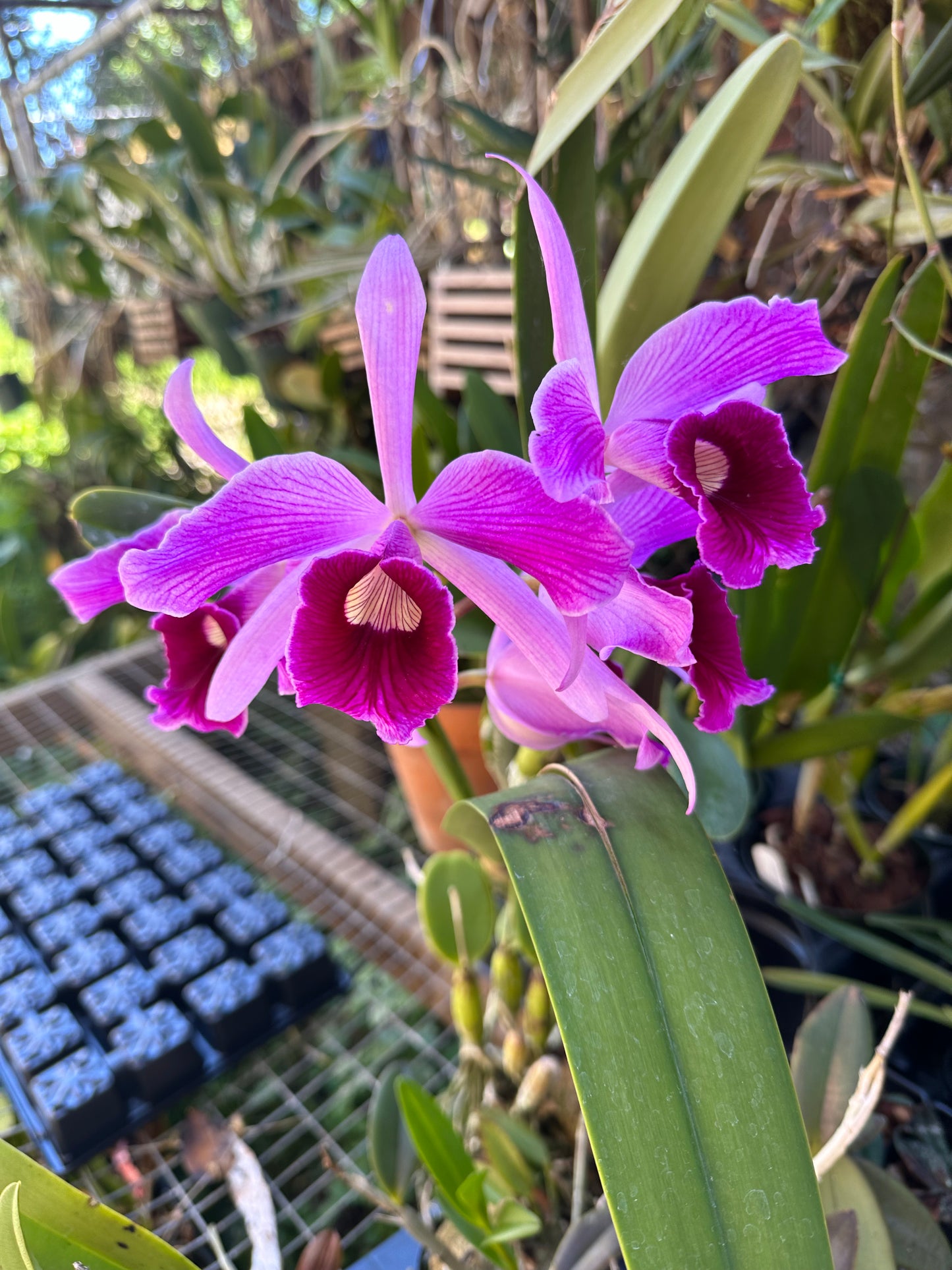 Laelia purpurata 'Johnny V. Good'