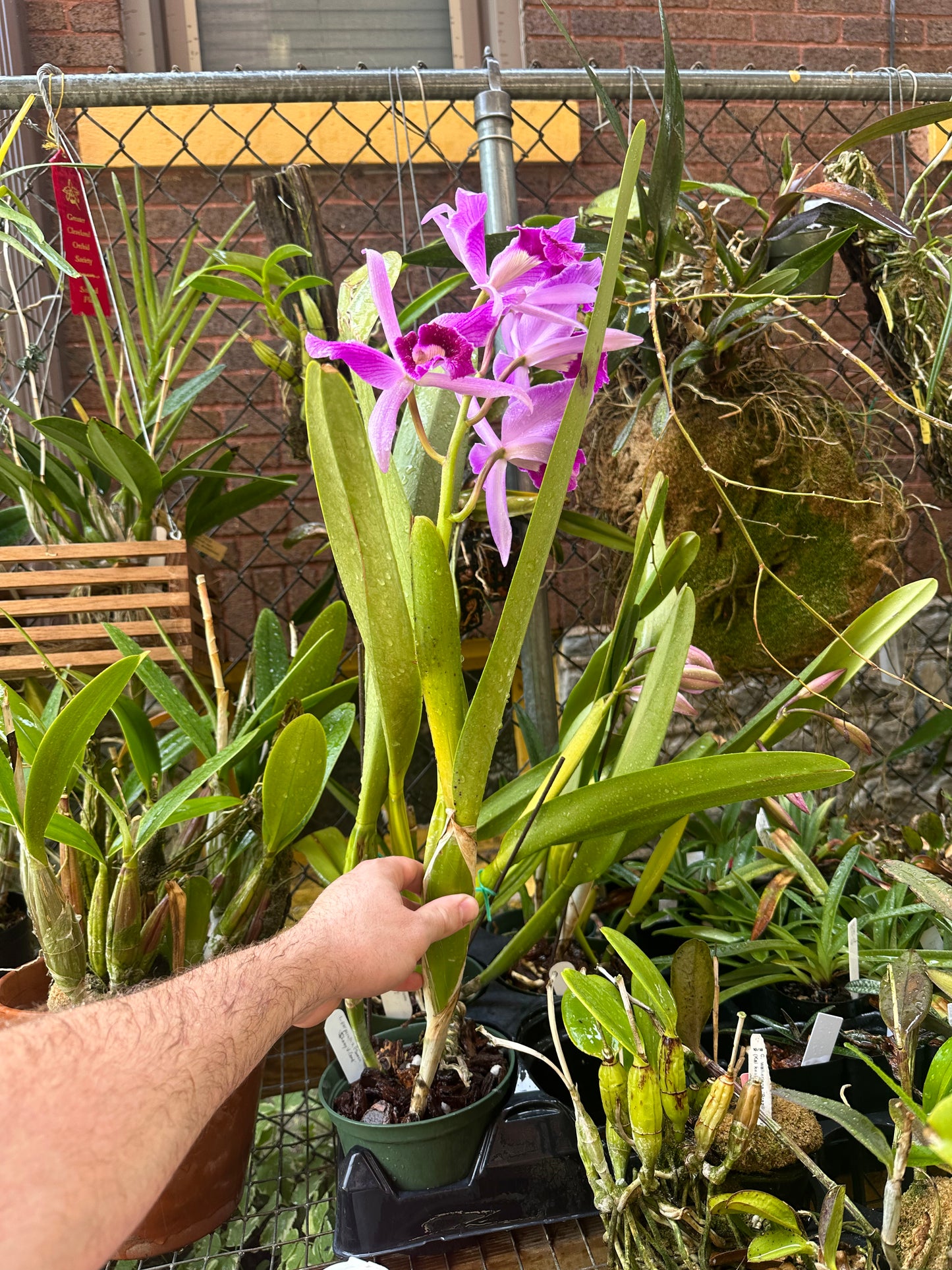 Laelia purpurata 'Johnny V. Good'