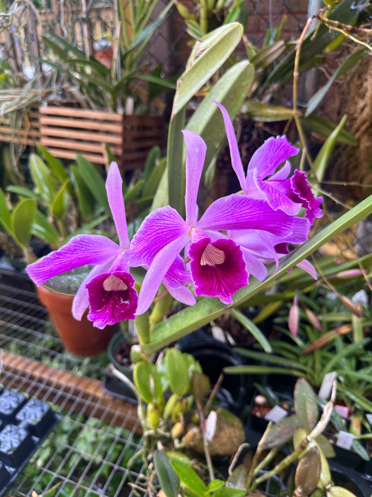 Laelia purpurata 'Johnny V. Good'