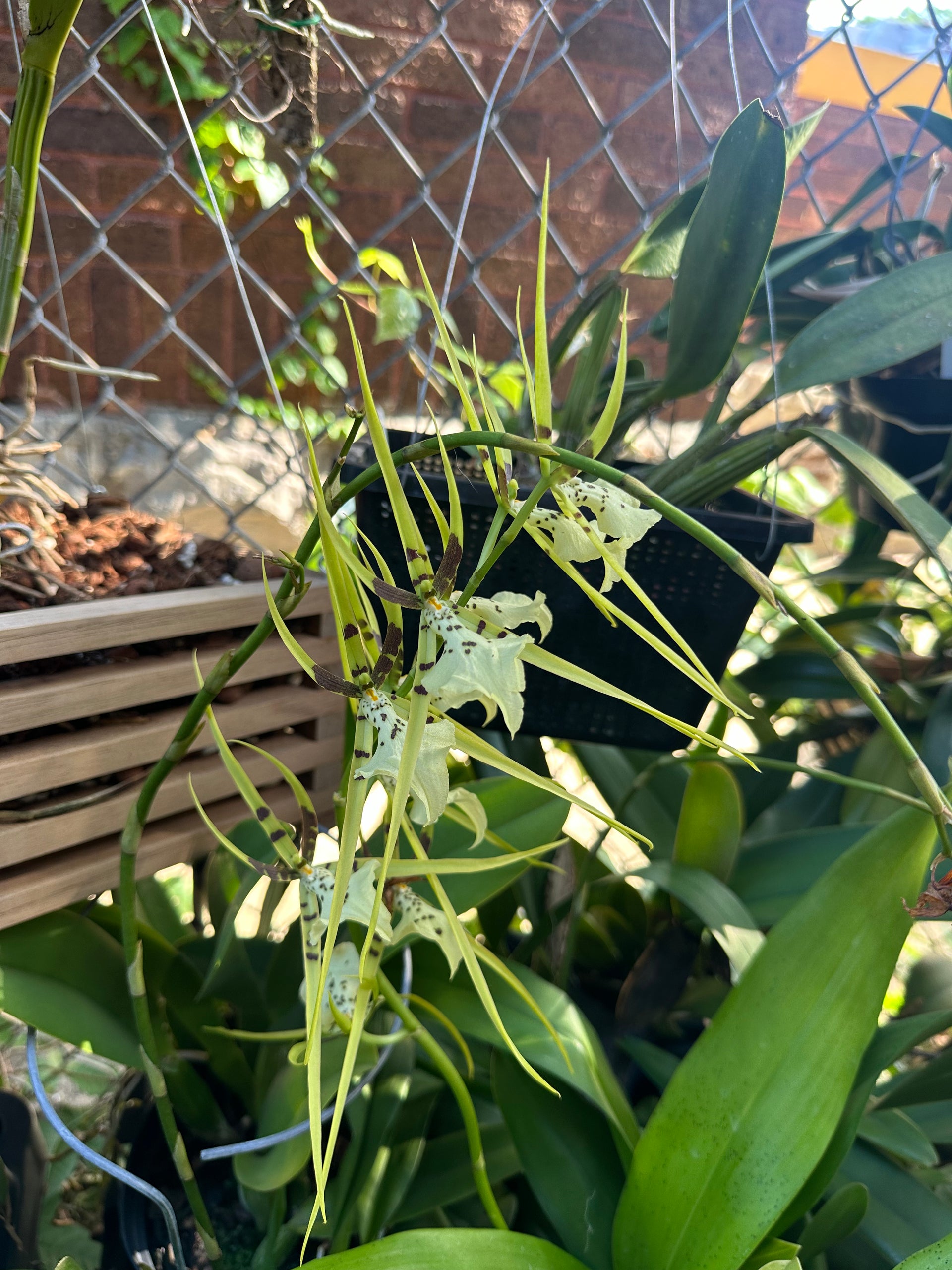 Brassia Aunty Diana Aki 'Malika' – Flask & Flora