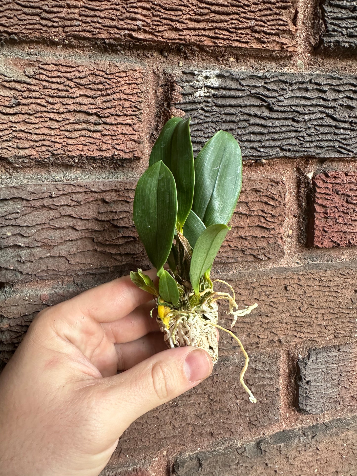 Dendrobium finisterrae