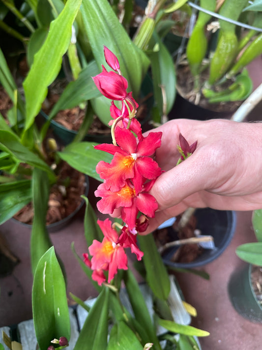 Osp. Fran’s Jewel ‘Ruby’