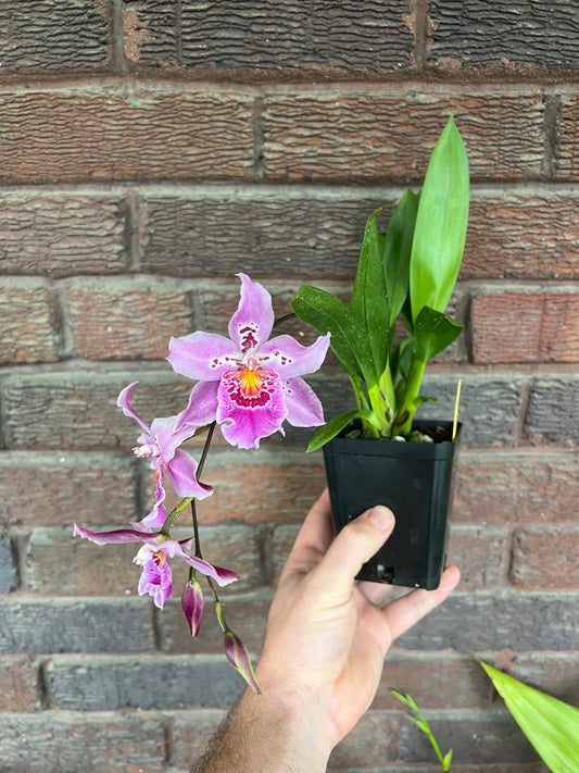 Vuyl. Carnivale 'Rio'