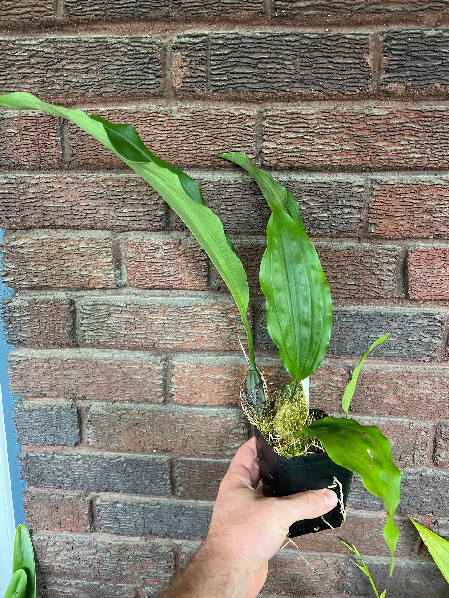Stanhopea oculata