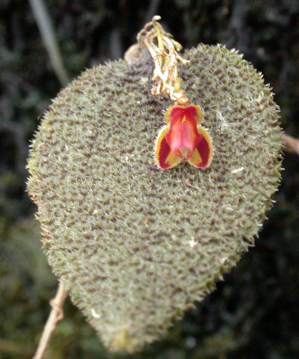 Lepanthes aculeata