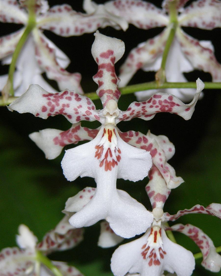 Onc. Speckled Spire 'Snowflake'