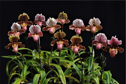 Paph. Doll's Kobold