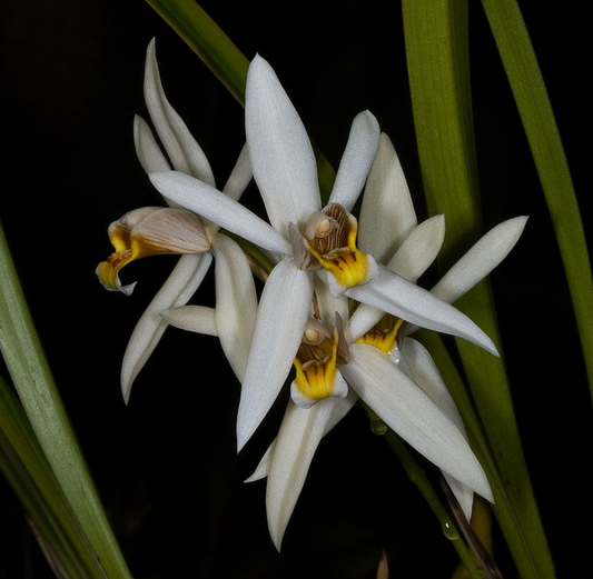 Coelogyne viscosa
