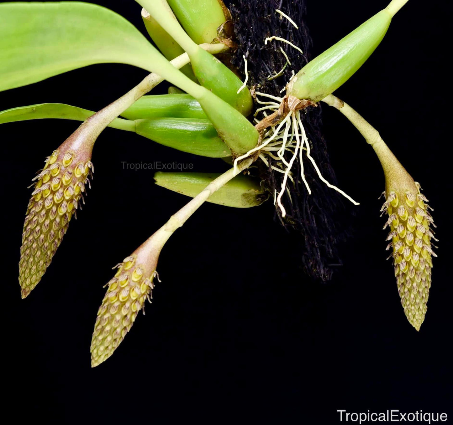 Bulbophyllum mamasaense