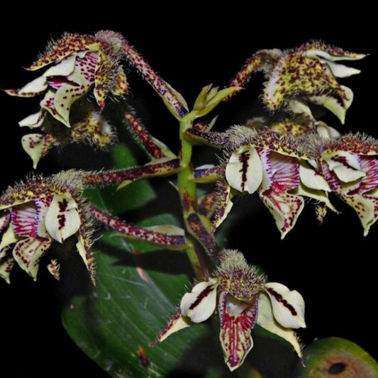 Dendrobium finisterrae