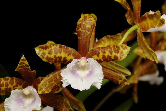 Miltonia candida